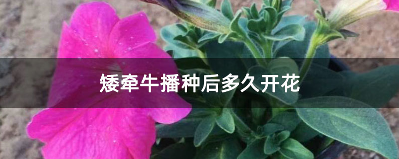 矮牵牛播种后多久开花