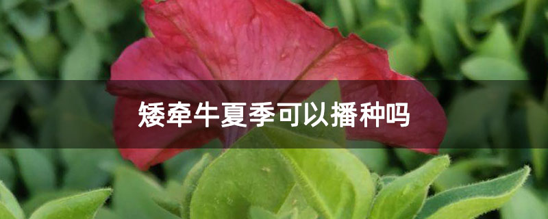矮牵牛夏季可以播种吗
