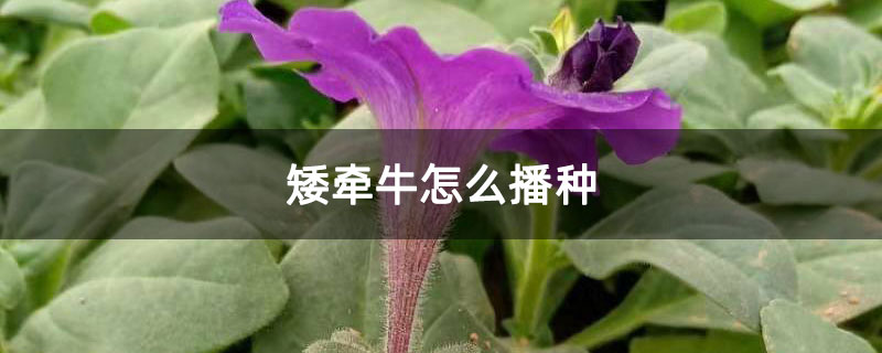 矮牵牛怎么播种