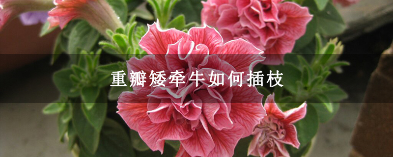 重瓣矮牵牛如何插枝