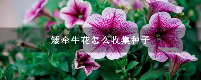矮牵牛花怎么收集种子