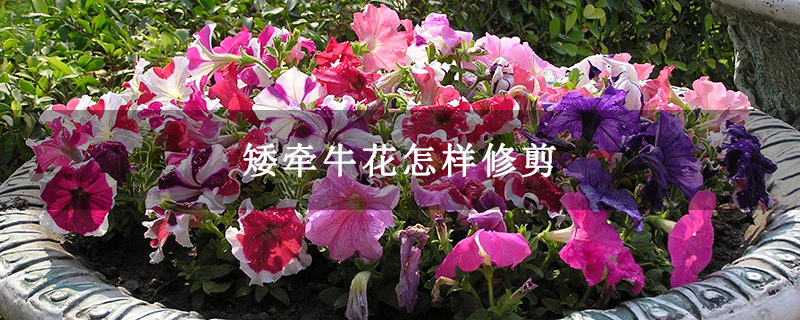 矮牵牛花怎样修剪