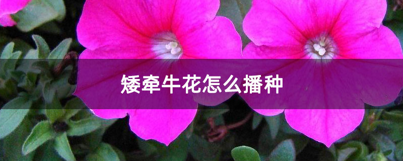 矮牵牛花怎么播种