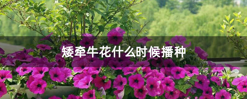 矮牵牛花什么时候播种