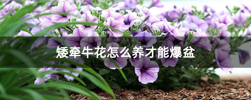 矮牵牛花怎么养才能爆盆