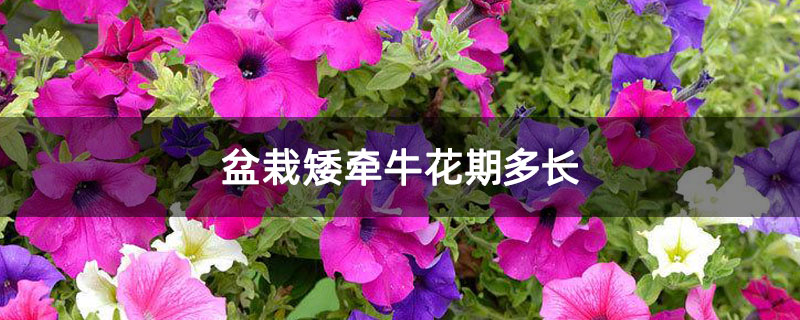 盆栽矮牵牛花期多长