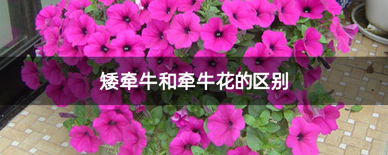 矮牵牛和牵牛花的区别