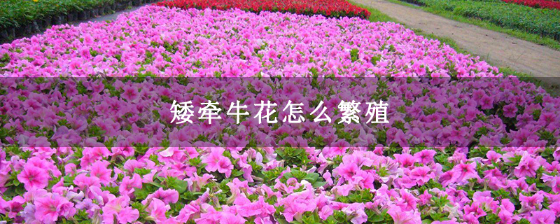 矮牵牛花怎么繁殖