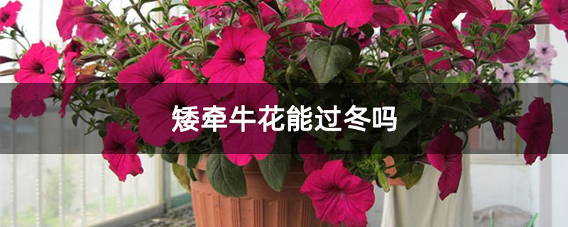 矮牵牛花能过冬吗
