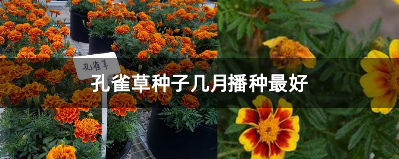 孔雀草种子几月播种最好