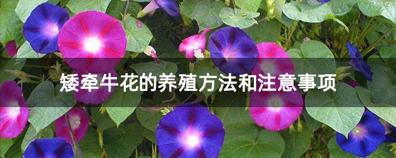 矮牵牛花的养殖方法和注意事项
