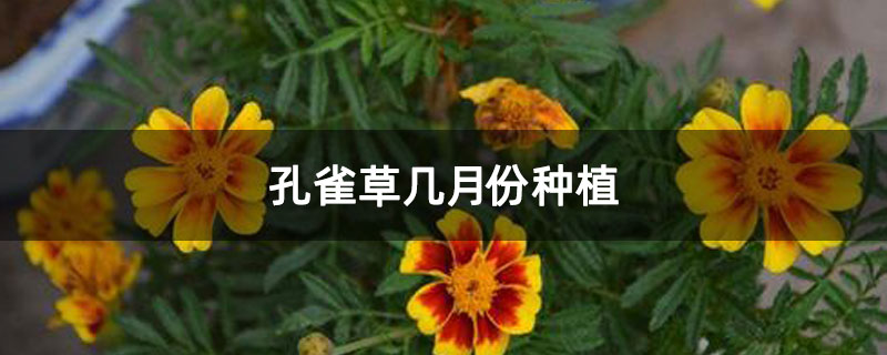 孔雀草几月份种植