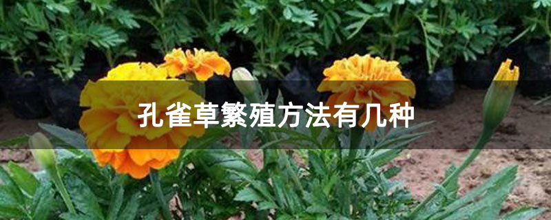 孔雀草繁殖方法有几种 孔雀草繁殖方法有几种