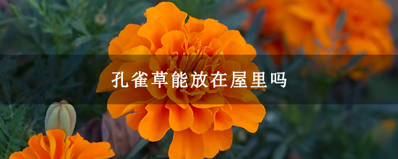 孔雀草能放在屋里吗