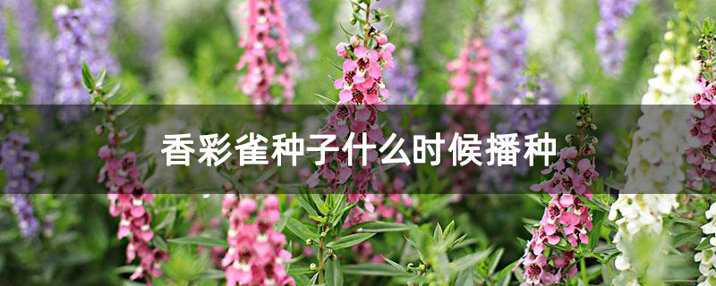 香彩雀种子什么时候播种