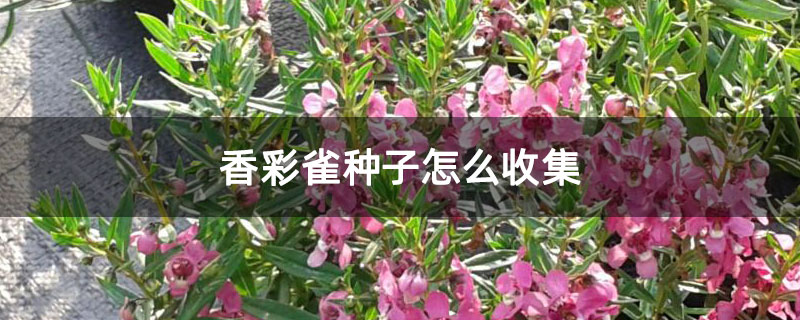 香彩雀种子怎么收集 香彩雀种子怎么收集