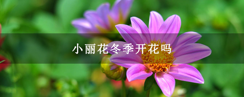 小丽花冬季开花吗