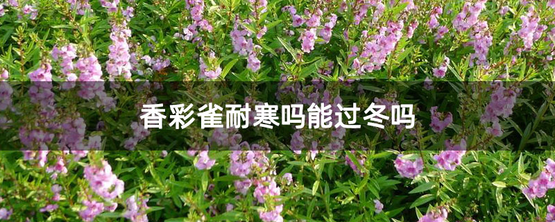 香彩雀耐寒吗能过冬吗