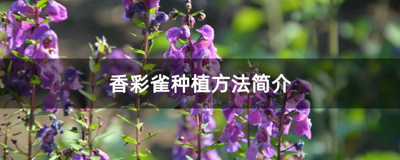 香彩雀种植方法简介 香彩雀种植方法简介