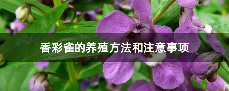 香彩雀的养殖方法和注意事项 香彩雀的养殖方法和注意事项