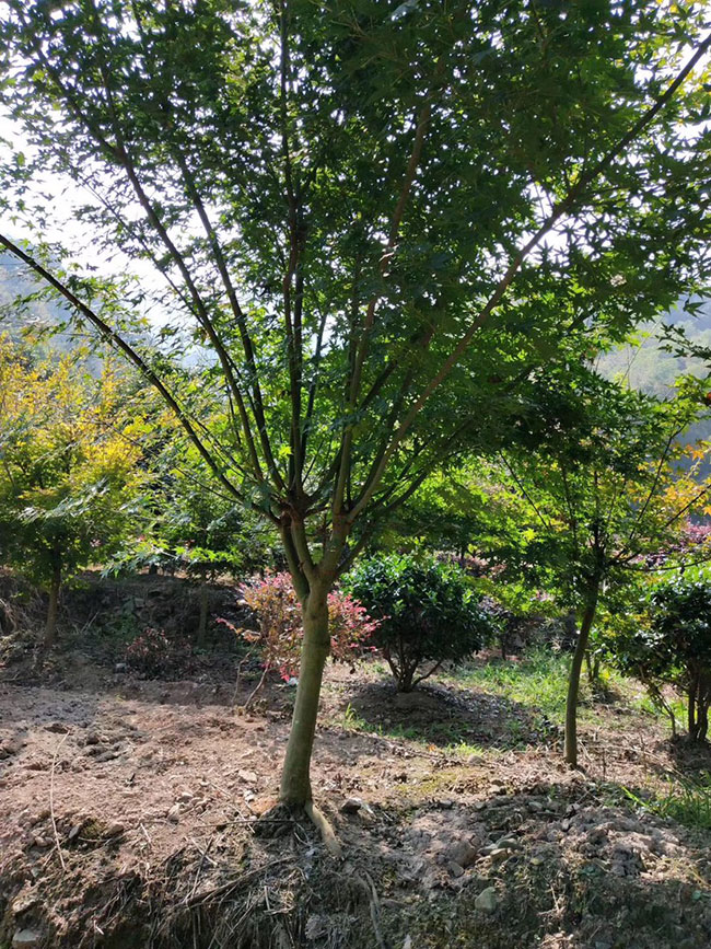 鸡爪槭栽培养护要点，你都知道吗？