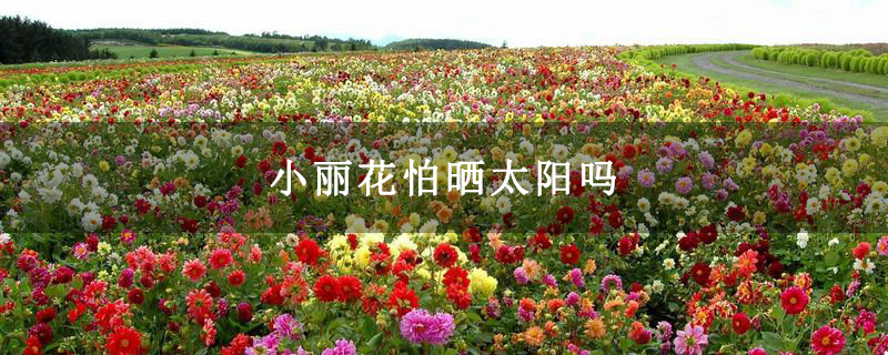 小丽花怕晒太阳吗