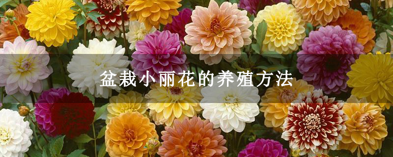 盆栽小丽花的养殖方法