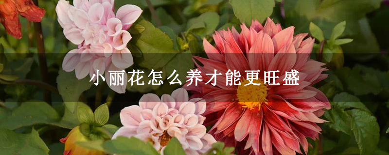 小丽花怎么养才能更旺盛