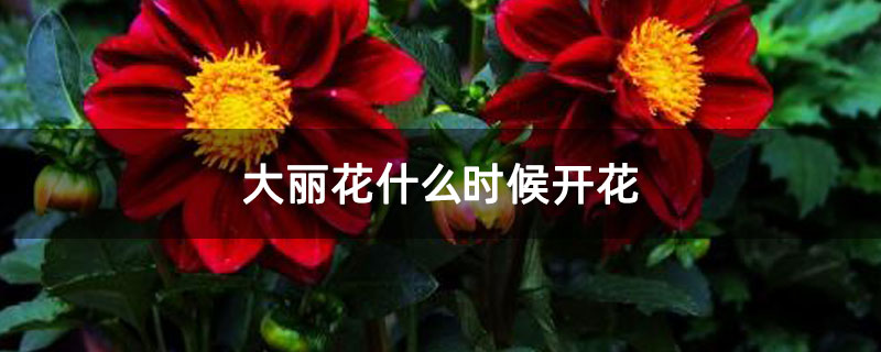 大丽花什么时候开花 大丽花什么时候开花