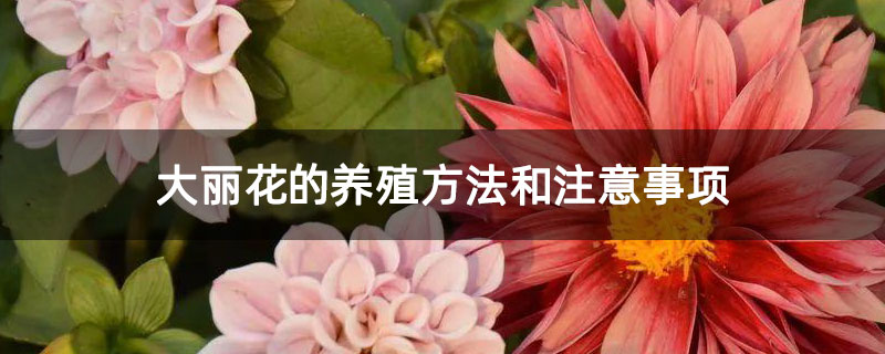 大丽花的养殖方法和注意事项 大丽花的养殖方法和注意事项