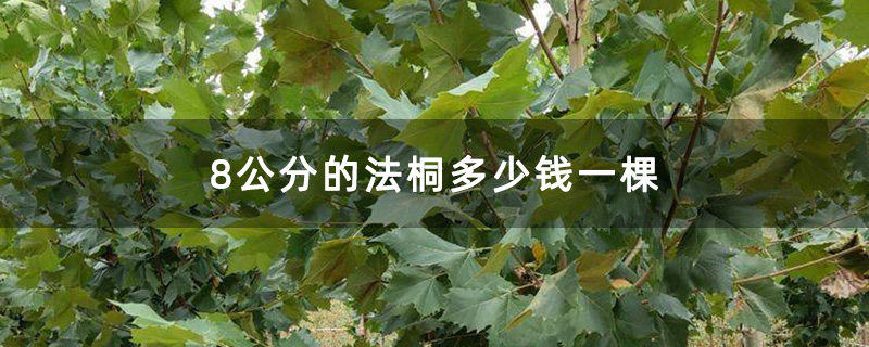8公分的法桐多少钱一棵