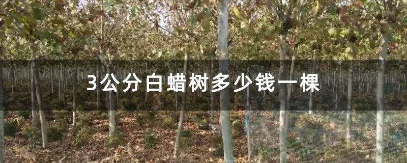 3公分白蜡树多少钱一棵 3公分白蜡树多少钱一棵