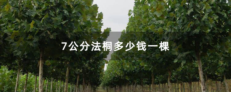 7公分法桐多少钱一棵