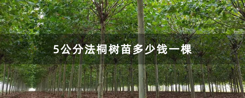 5公分法桐树苗多少钱一棵