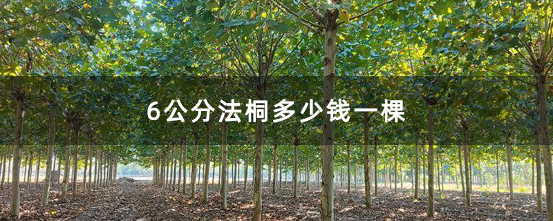 6公分法桐多少钱一棵