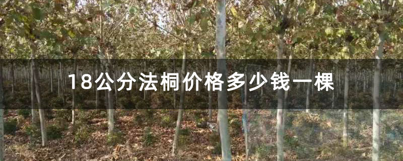 18公分法桐价格多少钱一棵