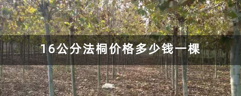 16公分法桐价格多少钱一棵