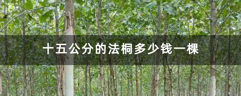 十五公分的法桐多少钱一棵