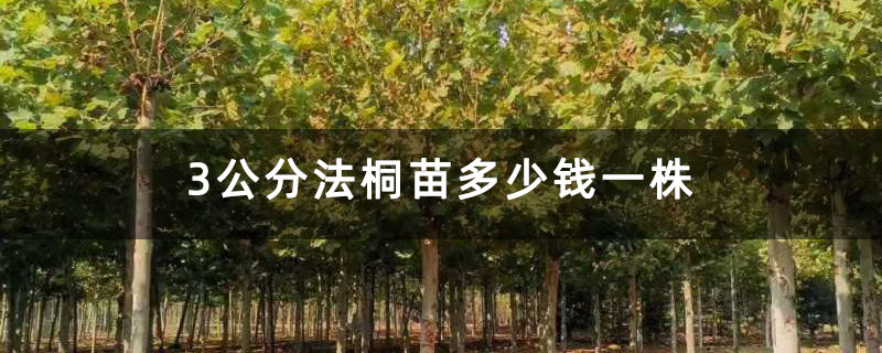 3公分法桐苗多少钱一株