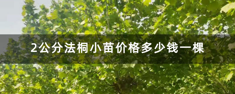 2公分法桐小苗价格多少钱一棵