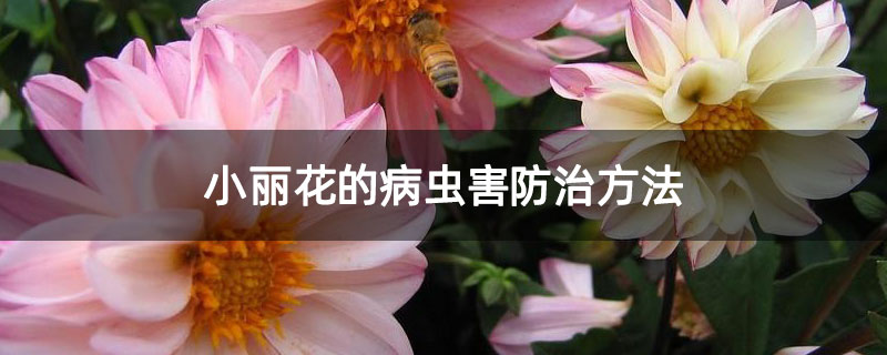 小丽花的病虫害防治方法