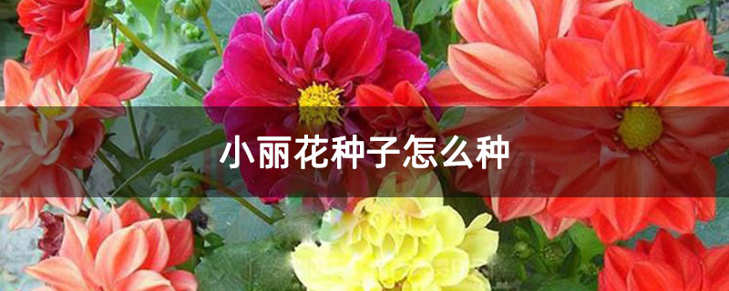 小丽花种子怎么种 小丽花种子怎么种