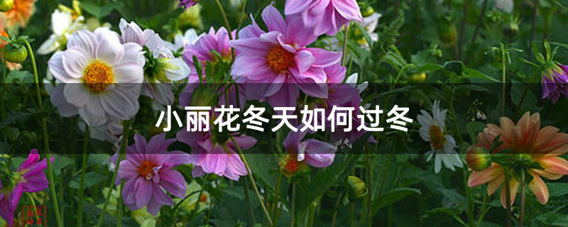 小丽花冬天如何过冬