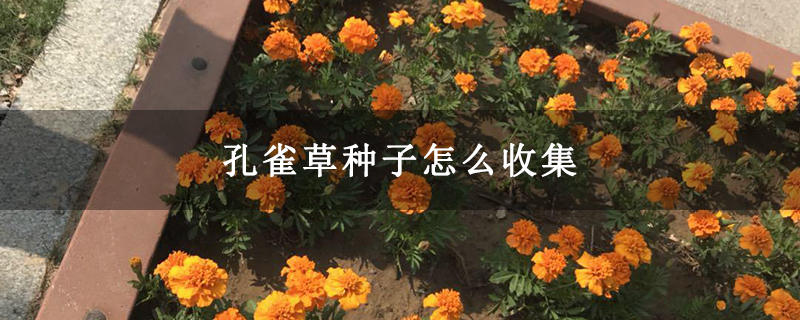 孔雀草种子怎么收集
