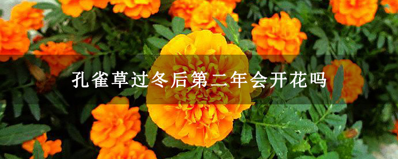 孔雀草过冬后第二年会开花吗