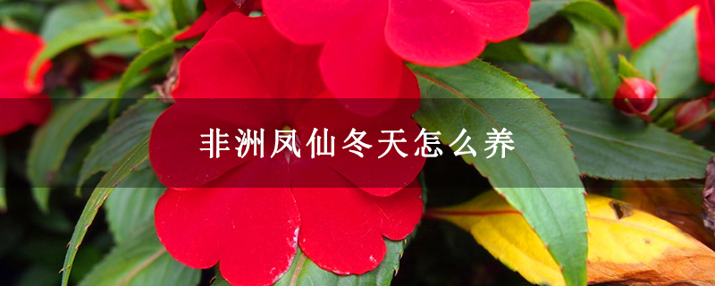 非洲凤仙冬天怎么养