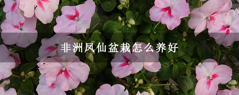 非洲凤仙盆栽怎么养好