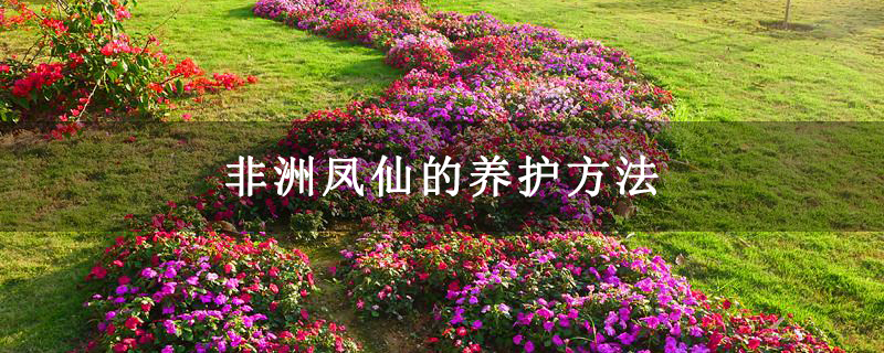 非洲凤仙的养护方法