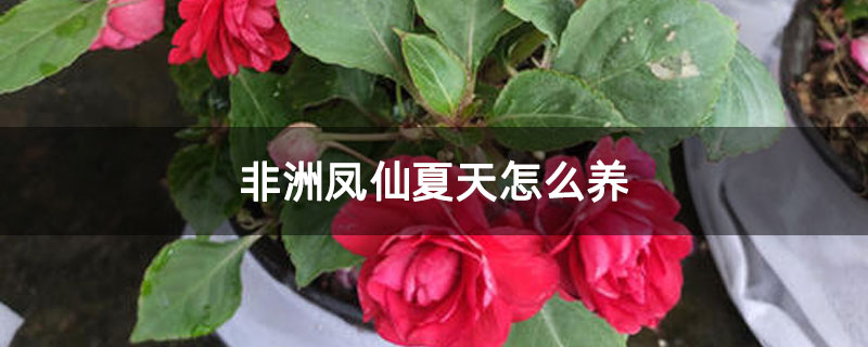 非洲凤仙夏天怎么养