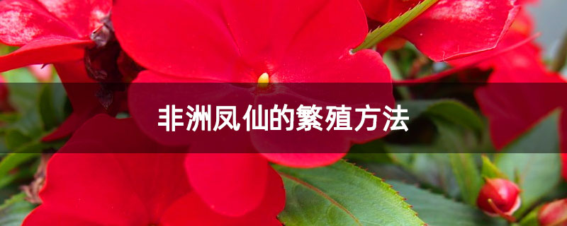 非洲凤仙的繁殖方法